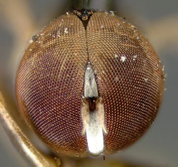 Media type: image;   Entomology 13559 Aspect: head frontal view